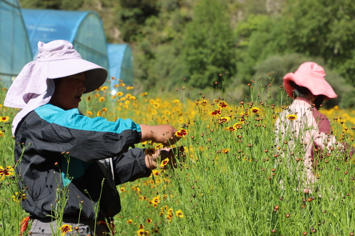 支持?jǐn)U大雪菊種植300畝、藜麥200畝，助力當(dāng)?shù)厝罕娫鍪? class=